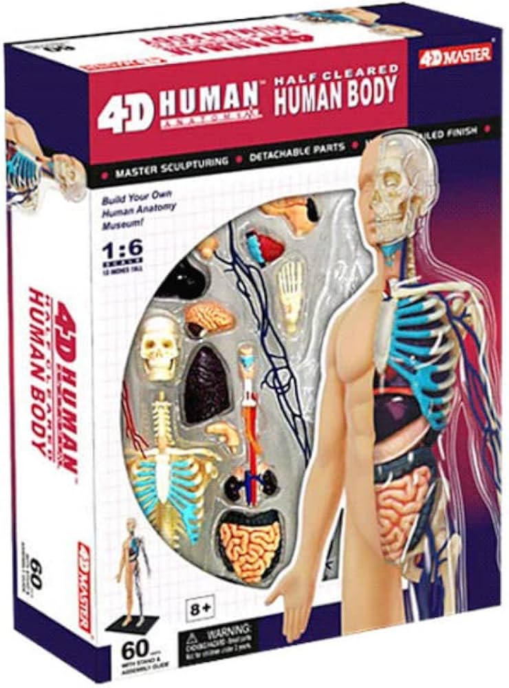 Amazon.co.jp: 4D Master 半透明人体解剖模型 人間臓器モデル 医学育
