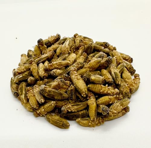 冷凍コオロギ」の人気商品一覧 | 安い商品を通販サイトから探す - 価格.com