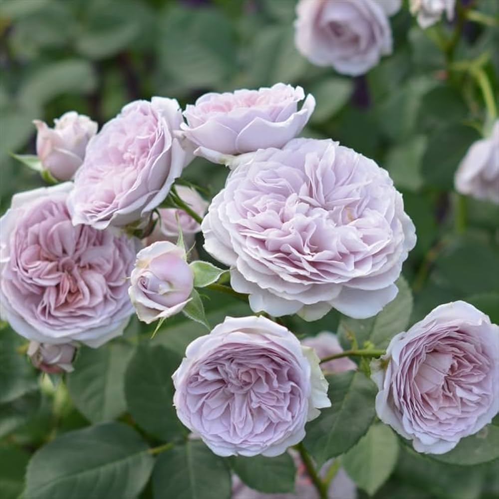 Amazon.co.jp: 予約販売 バラ苗 バラ大苗 河本バラ園 ルソワール 品種