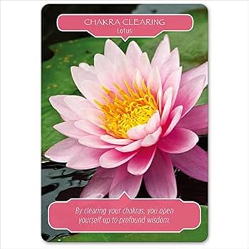 51JdRDkcaQL._AC_UF350,