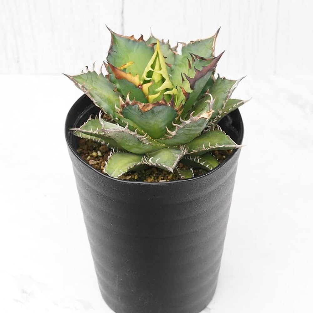 Amazon.co.jp: アガベ・チタノタ「レッドキャット・ウィーズル」 4.5号