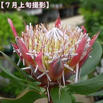 Amazon｜プロテア リトルプリンス プラ鉢入り ネイティブフラワー