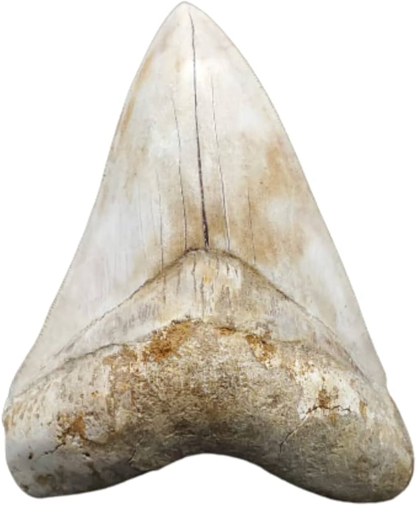 Amazon | 【化石専門店 LOLO】極上 メガロドン 歯 化石 本物