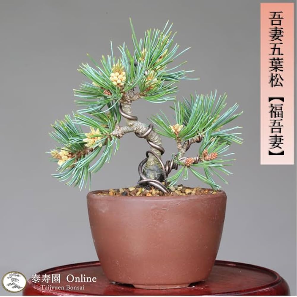 Amazon.co.jp: 吾妻五葉松 八房品種【福吾妻】フクアヅマ ミニ盆栽