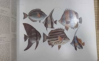 Amazon.co.jp: 日本水産動植物図集 大日本水産 伊藤熊太郎 大日本水産