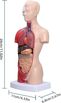 Amazon.co.jp: 人体模型 28cm人間の胴体の解剖学的モデル 教学モデル