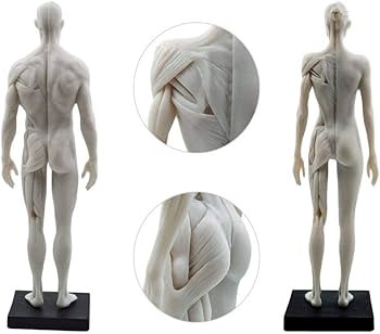 Amazon.co.jp: 男性と女性 人体モデル 人体模型 1セット 11インチ 約
