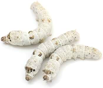 51pxpd8Dp7L._AC_UF350,