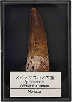 Amazon | つくしサイエンス スピノサウルス 歯 化石 恐竜 本物 白亜紀