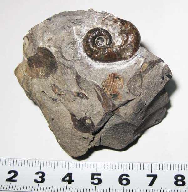 Amazon.co.jp: 日本の化石 北海道小平町の異常巻きアンモナイト