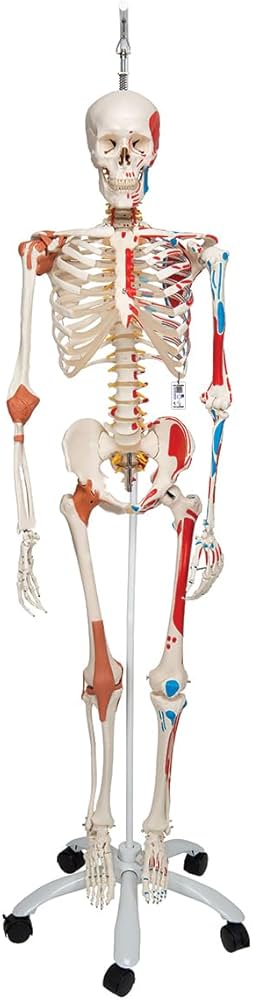 Amazon.co.jp: 人体骨格模型，脊柱可動・靭帯再現・筋の着色 - サム