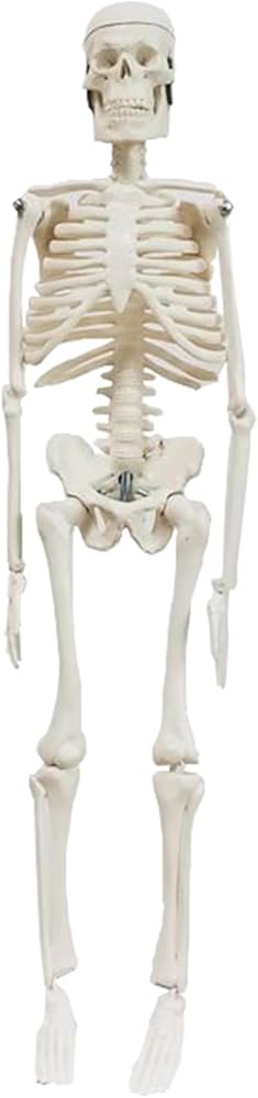 Amazon.co.jp: sac taske 人体模型 骨格標本 全身 直立型 関節可動