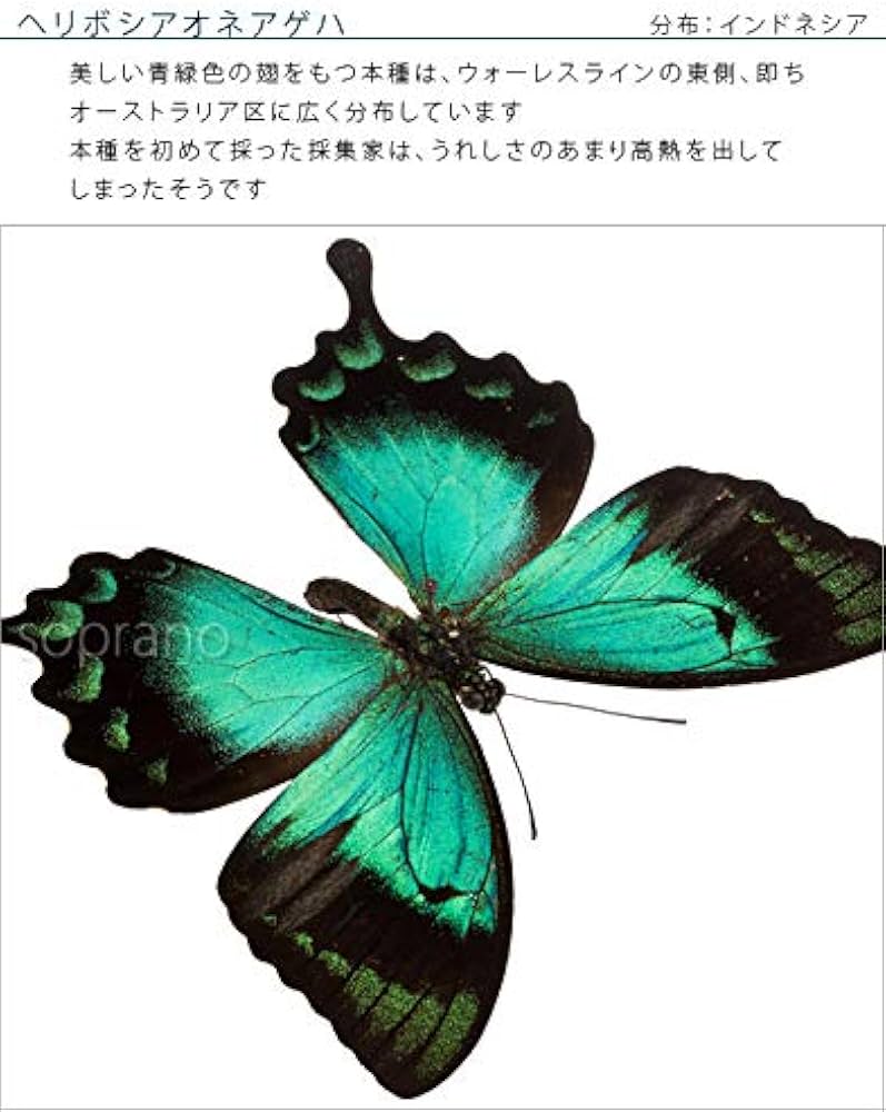 Amazon.co.jp: 蝶の標本 ヘリボシアオネアゲハ P.lorquinianus