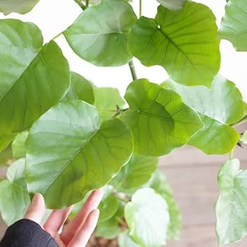 Amazon｜フィカス ウンベラータ ゴムの木 10号 大鉢 観葉植物 本物