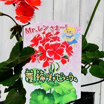 Amazon | ゼラニウム 苗 ミスターレン 3.5号 ゼラニューム 赤 覆輪 赤