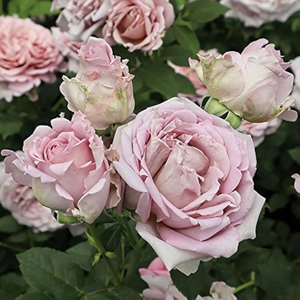 Amazon.co.jp: バラ苗 【メモワール】 (新苗植え替え) フロリバンダ