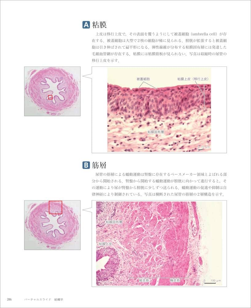 バーチャルスライド 組織学 | 駒﨑 伸二 |本 | 通販 | Amazon