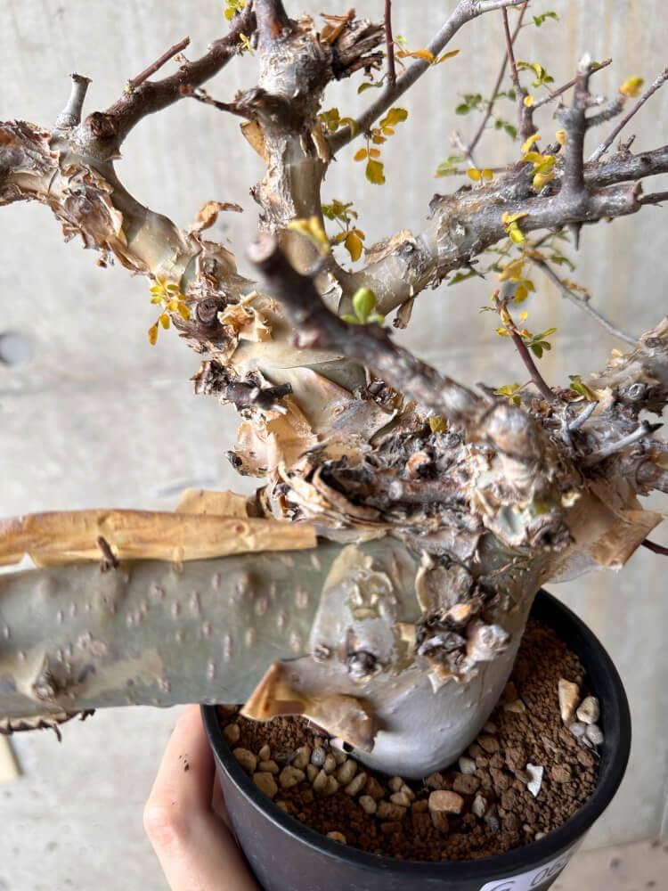 Amazon｜【現品限り】コミフォラ・カタフ ターカネンシス 発根済み 2年