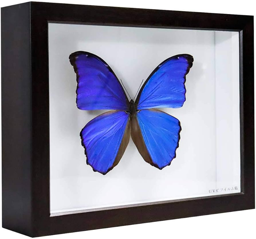 Amazon.co.jp: 昆虫標本箱（ドイツ箱）昭和55年からの実績 ドイツ箱
