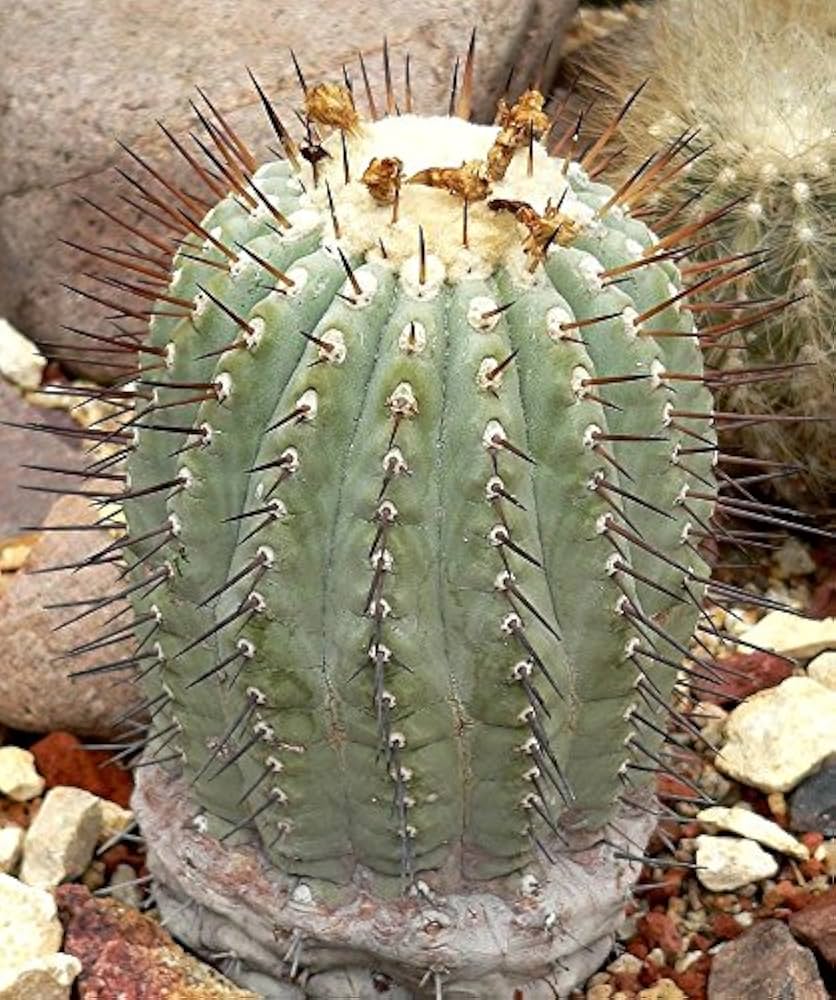 Amazon.co.jp: 【種子】Copiapoa Cinerea ◇コピアポア・シネレア／黒