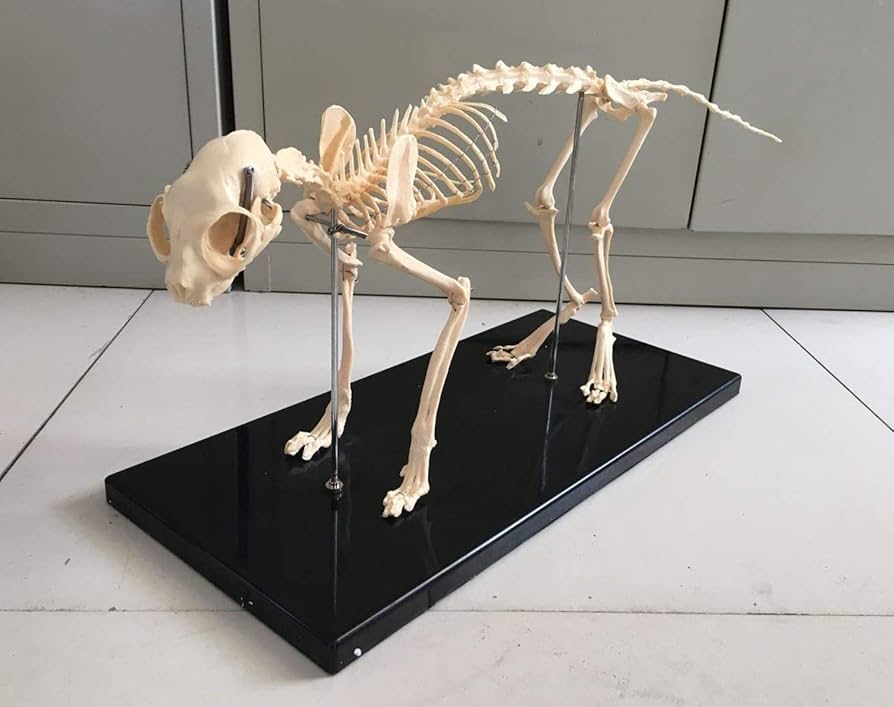 Amazon.co.jp: 骨格系モデル 猫のネコ科の骨格モデル 64X20x30cm 大人
