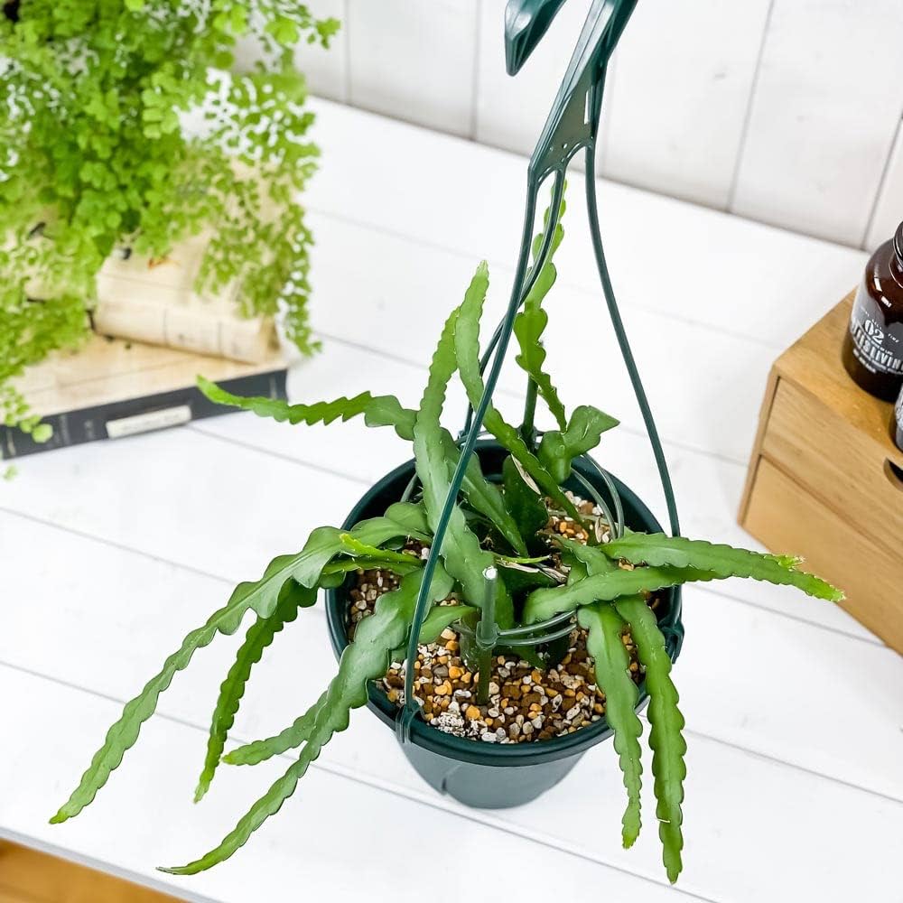 エメラルド プチ 6A グリーン サンフラワー コーム エメラルド プチ 6A