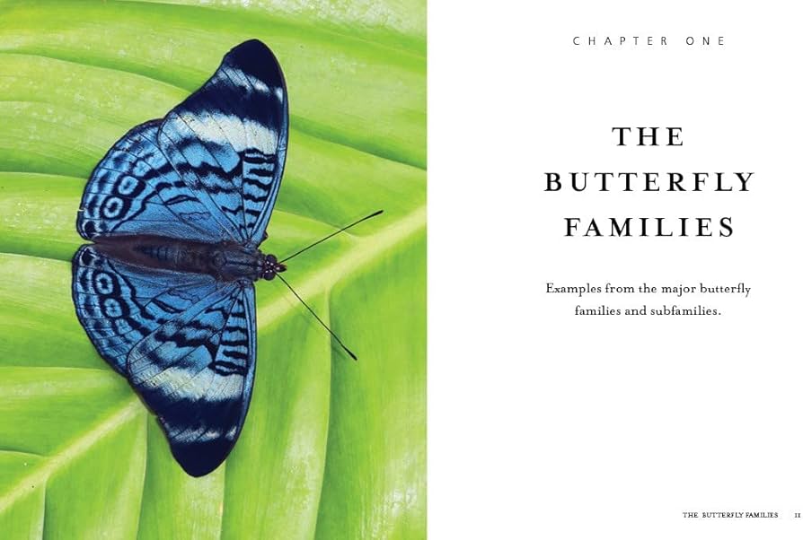 1000 Butterflies: An Illustrated Guide to the World's Most
