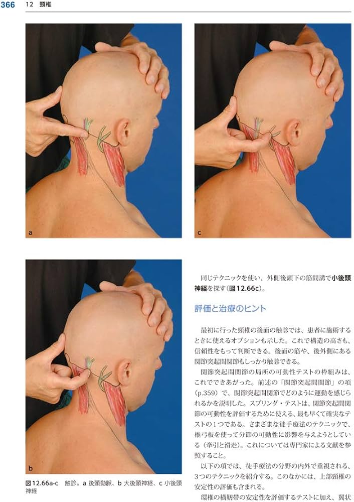 療法士のための体表解剖学 | ベルンハルト・ライヒャルト, 丸山 仁司