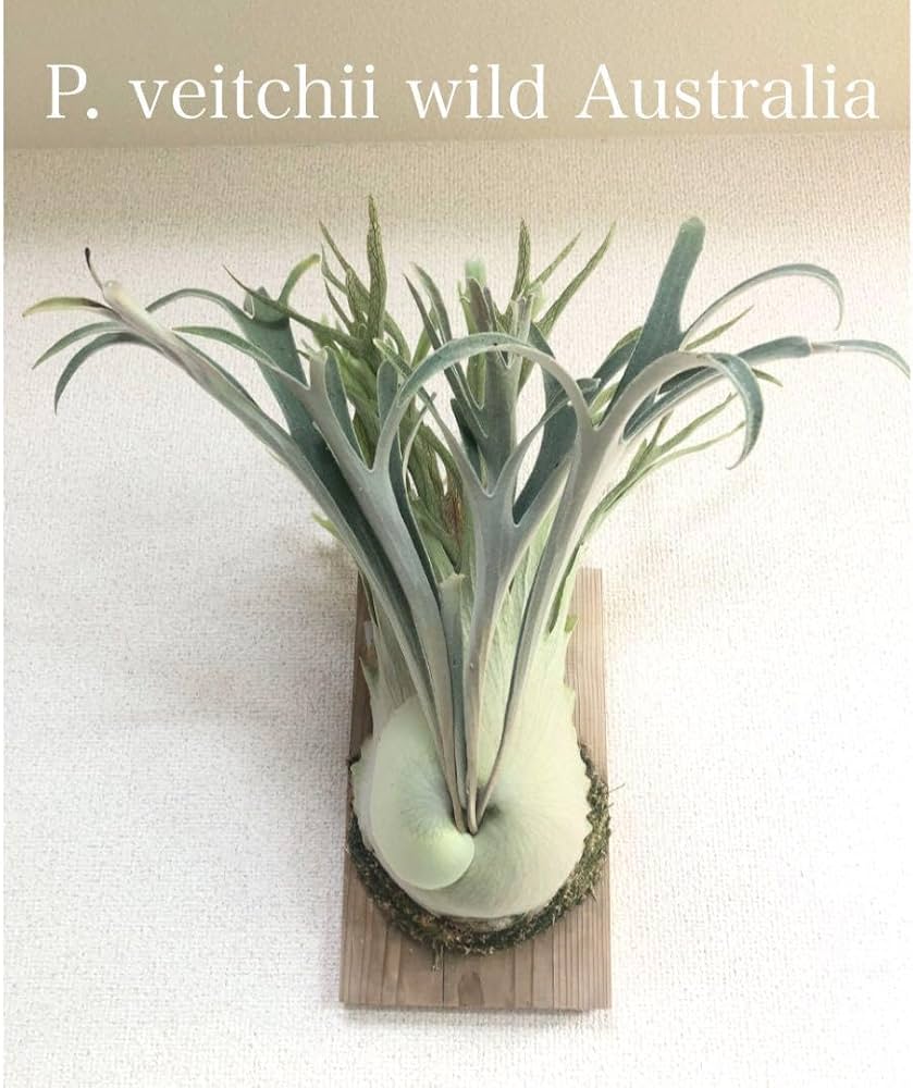 Amazon.co.jp: P. veitchii wild Australia ビカクシダ ベイチー 子株