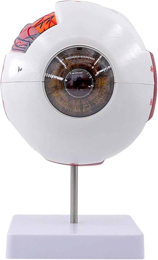 Amazon.co.jp: 眼球模型 - 目のモデル、解剖モデル、人間の目の解剖