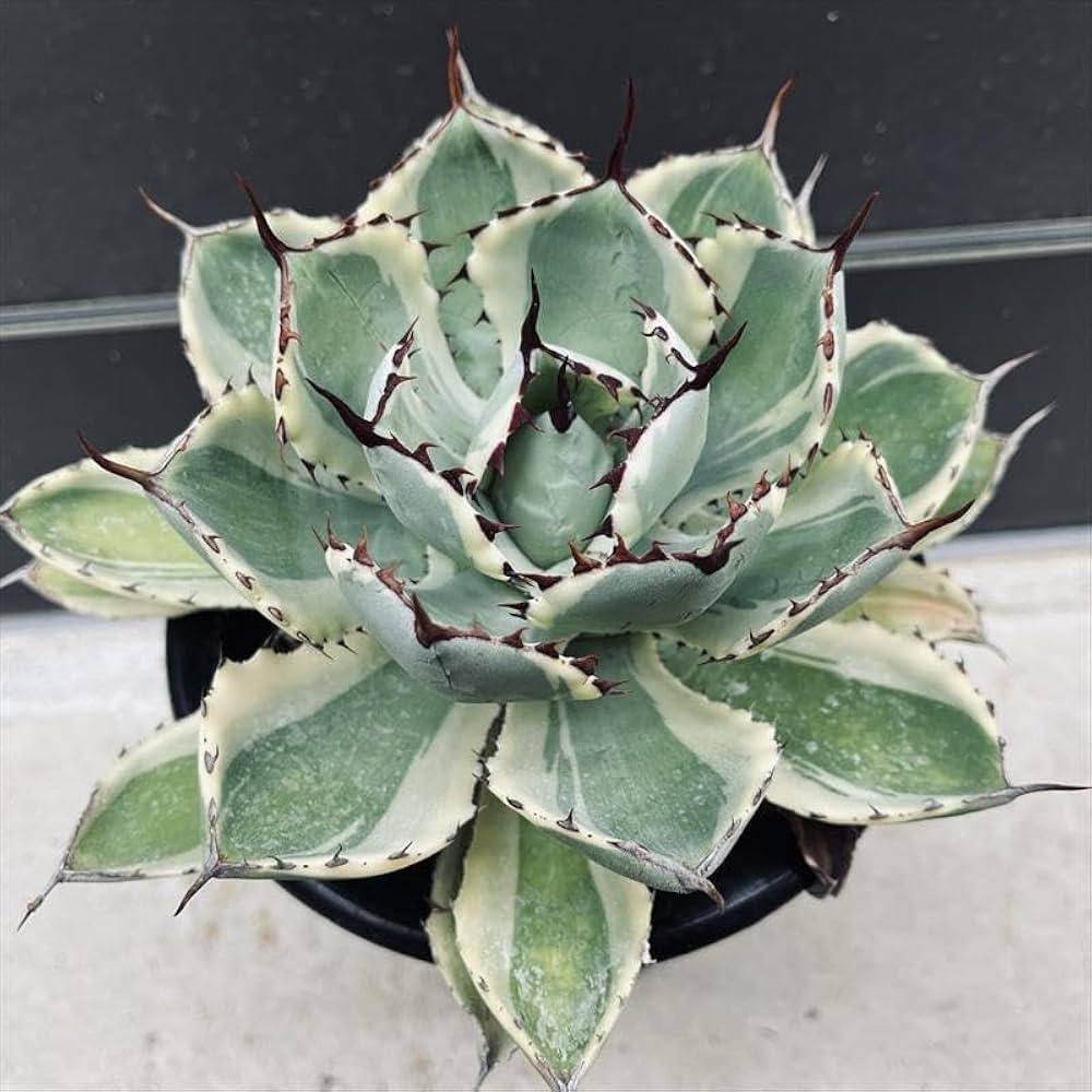 Amazon｜多肉植物 ：アガベ 吉祥冠錦 覆輪*L｜観葉植物 オンライン通販