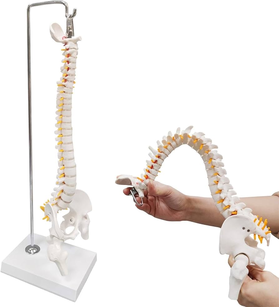 Amazon.co.jp: Ynaioang 人間の脊椎モデル 1/2サイズなのに高精度かつ