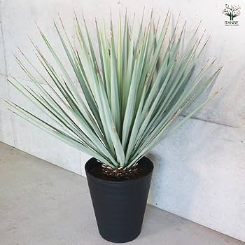 Amazon｜ITANSE ユッカ リギダ 10号 1個売り【品種で選べる観葉