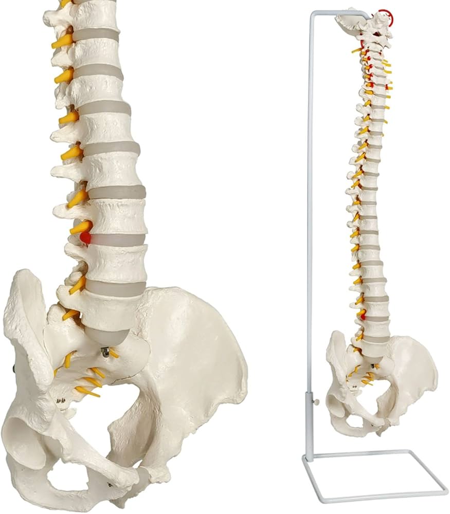Amazon.co.jp: EVOTECH SCIENTIFIC 等身大 脊柱モデル 85cm 骨格模型