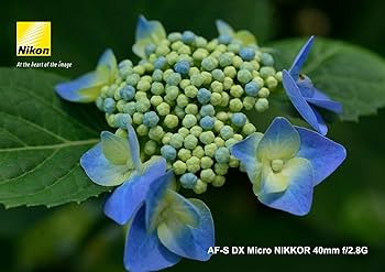 Amazon | Nikon 単焦点マイクロレンズ AF-S DX Micro NIKKOR 40mm f