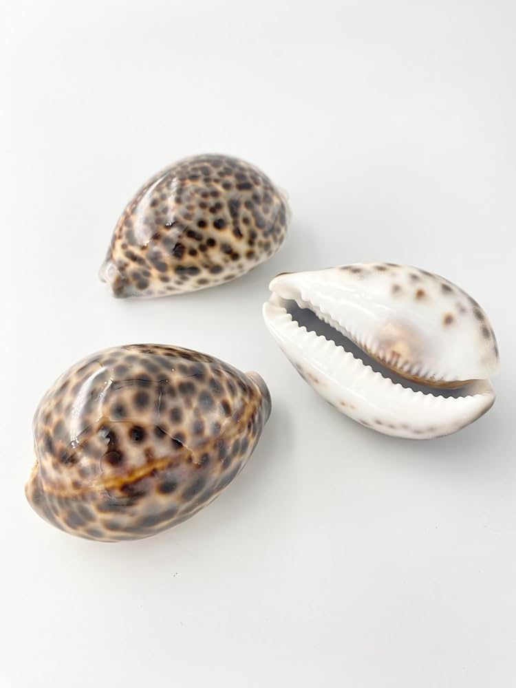 大型)ウスアカネダカラ 薄茜宝貝 貝殻 コレクション タカラガイ ラベル