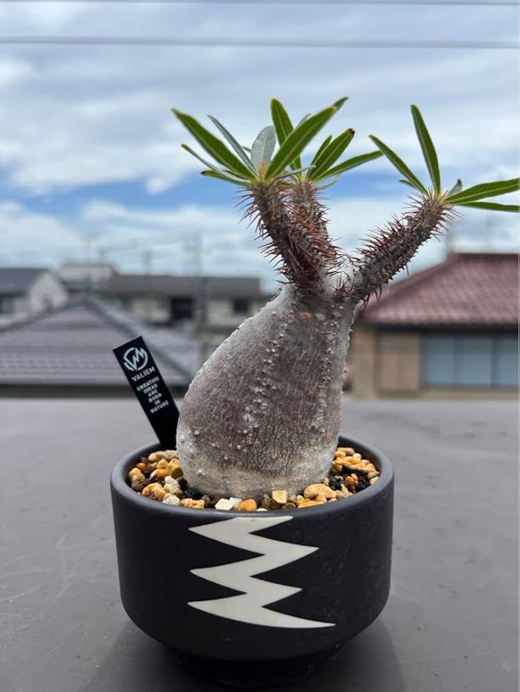 パキポディウム グラキリス実生 鉢ごと パキポディウム グラキリス