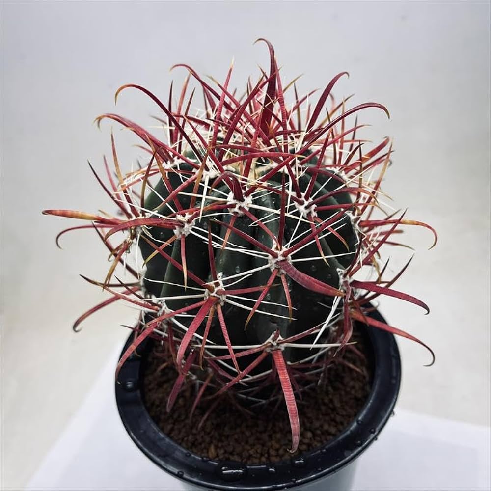 Amazon｜サボテン：フェロカクタス 神仙玉*幅9cm【現品をお届け