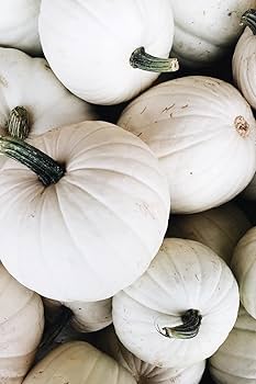 Amazon.com : TomorrowSeeds - Casper White Pumpkin Seeds - 30+