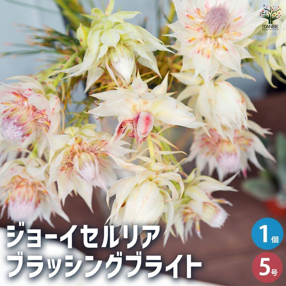 61Q9kqdlcEL._AC_UF1000,