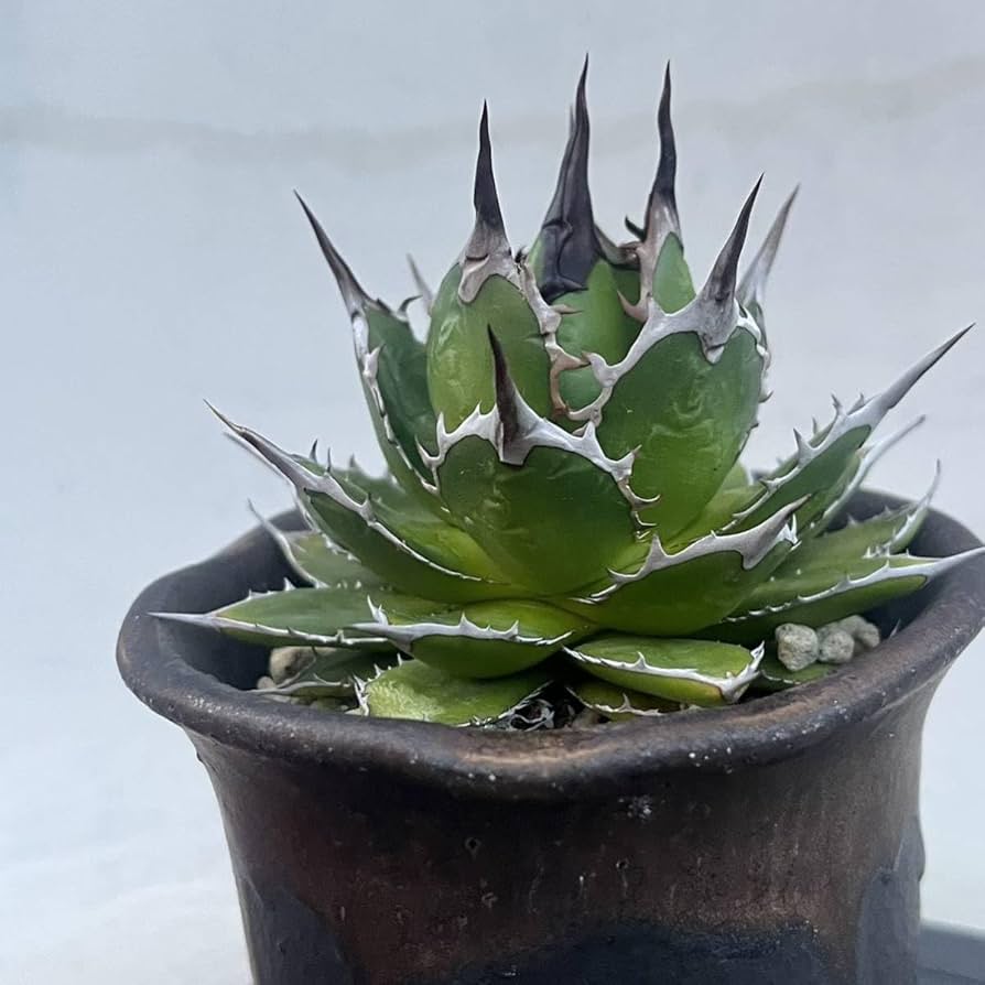 Amazon.co.jp: アガベ ホリダ 実生選抜 特選 コレクション株 強棘