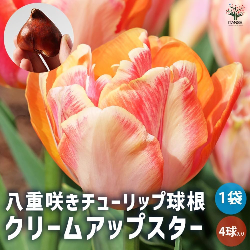 Amazon.co.jp: ITANSE 八重咲きチューリップ クリームアップ