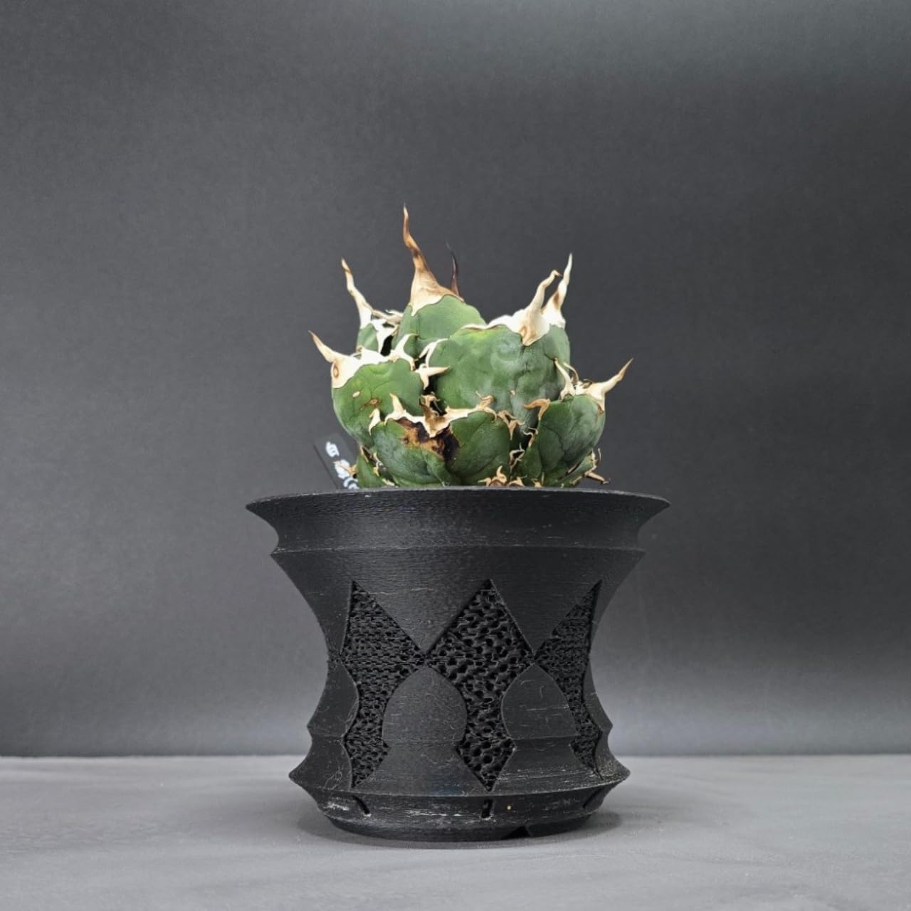 Amazon.co.jp: 【CrownSword】3Dプリンター製植木鉢 アガベ、塊根植物