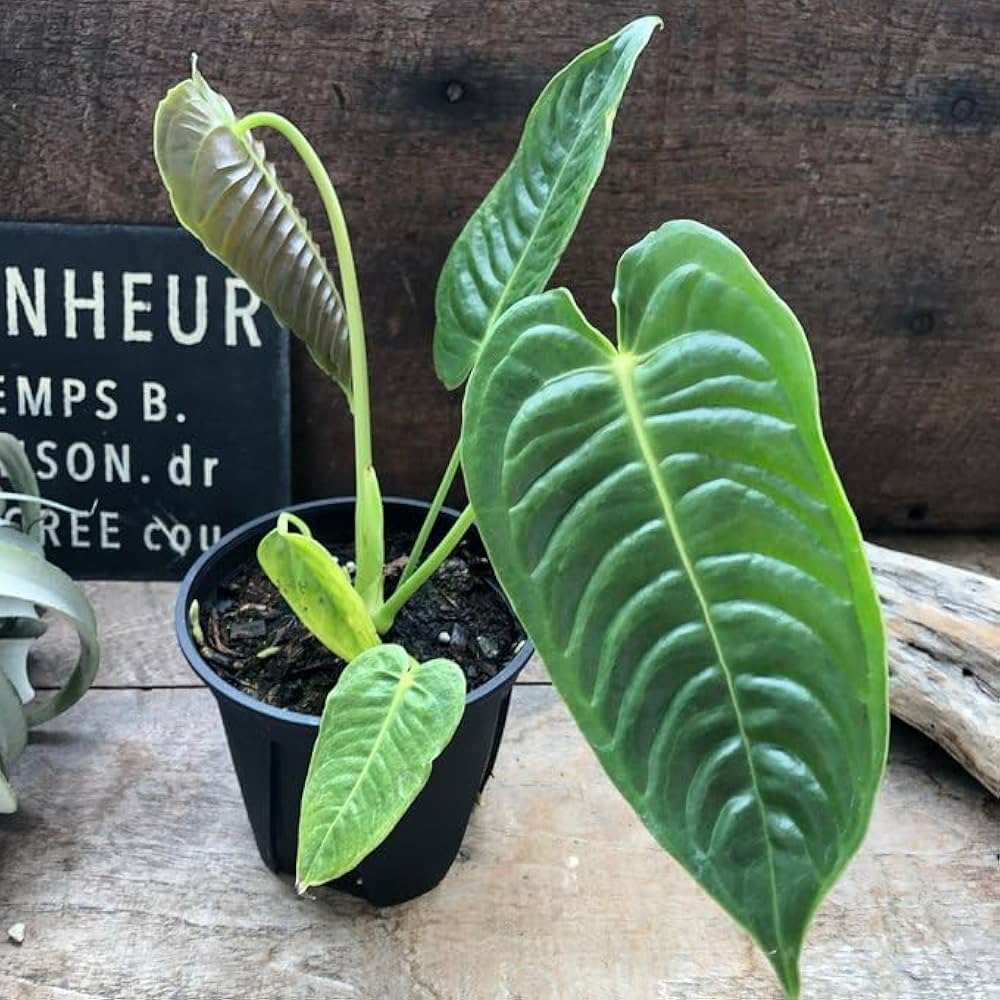 papa】＊アンスリウム ベイチー 4号＊2鉢同梱 アンスリウム ベイチー