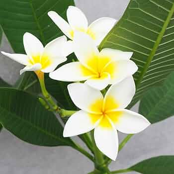 61Xngv0EmFL._AC_UF350,