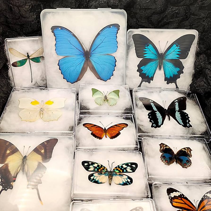 Amazon | LIVIA 本物の蝶標本、壁掛け装飾、デスクトップ羽のある昆虫