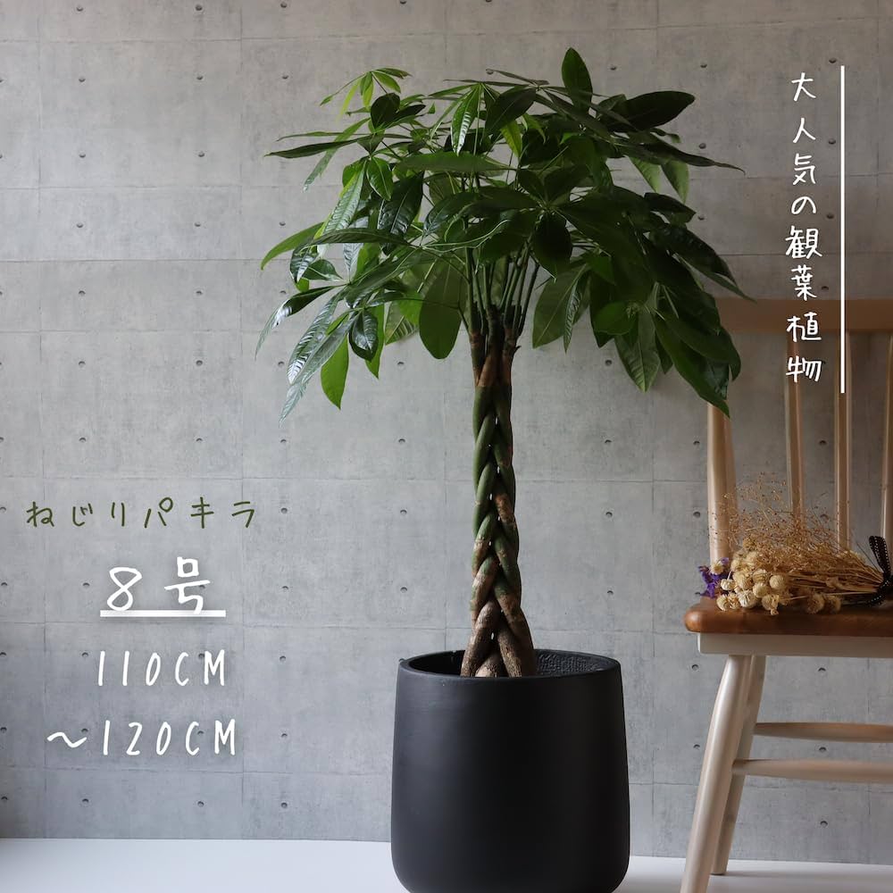 Amazon｜L-park パキラ 8号 ねじりパキラ 観葉植物 プレゼント 開業
