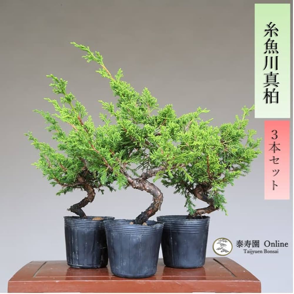 61B-Sor3pDL._AC_UF1000,