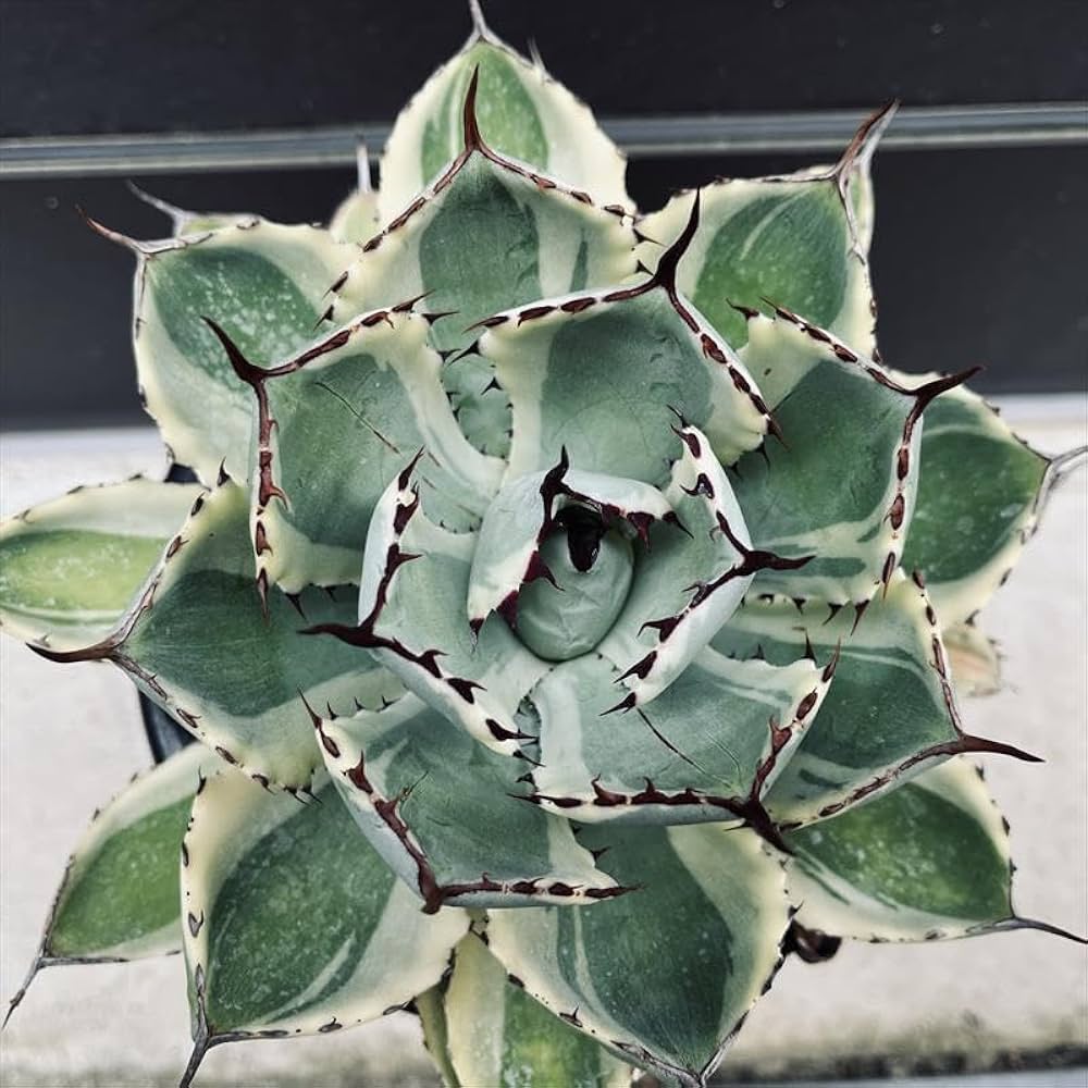 Amazon｜多肉植物 ：アガベ 吉祥冠錦 覆輪*L｜観葉植物 オンライン通販