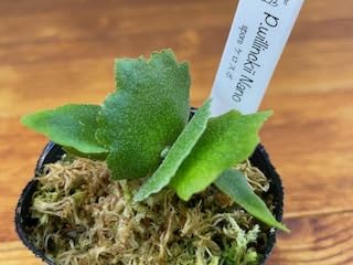 Amazon｜frog_yamato【willinckii Nano】ウィリンキー ナノ spore